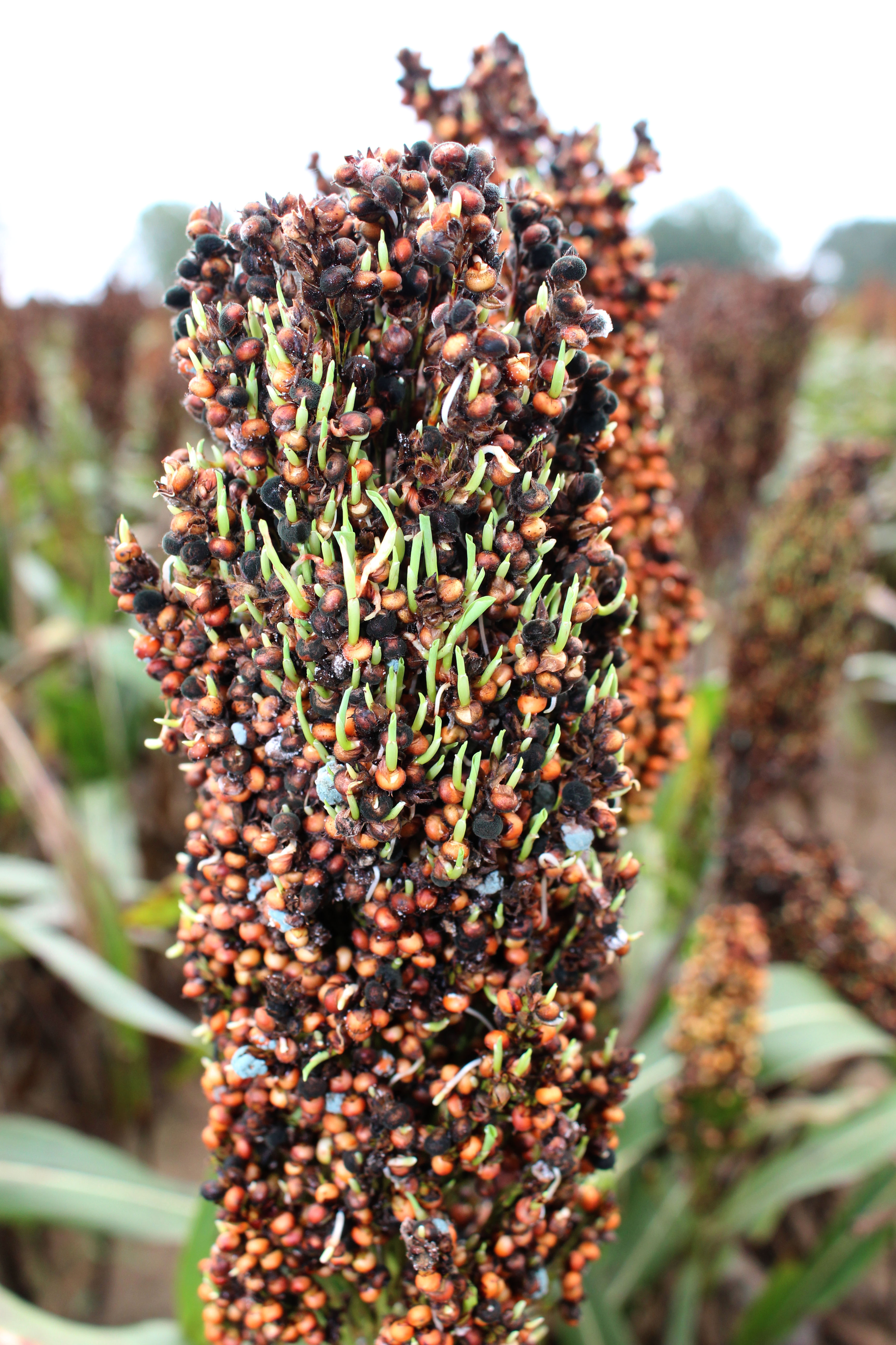 sprouted sorghum1.jpg thumbnail